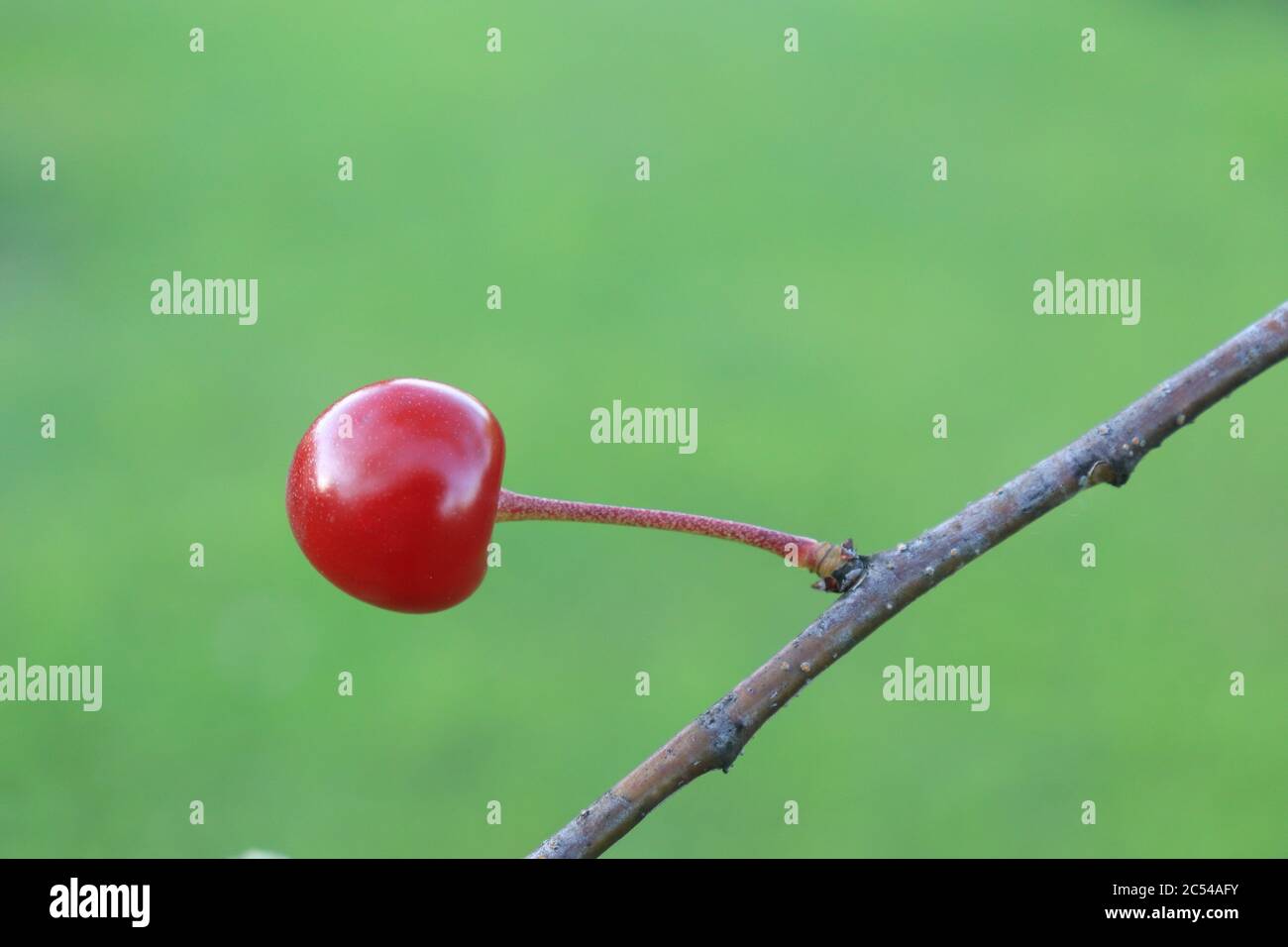 One lovely ripe wild cherry on a branch and a very blurred green background as a minimalist concept of the relationship of red and green Stock Photo