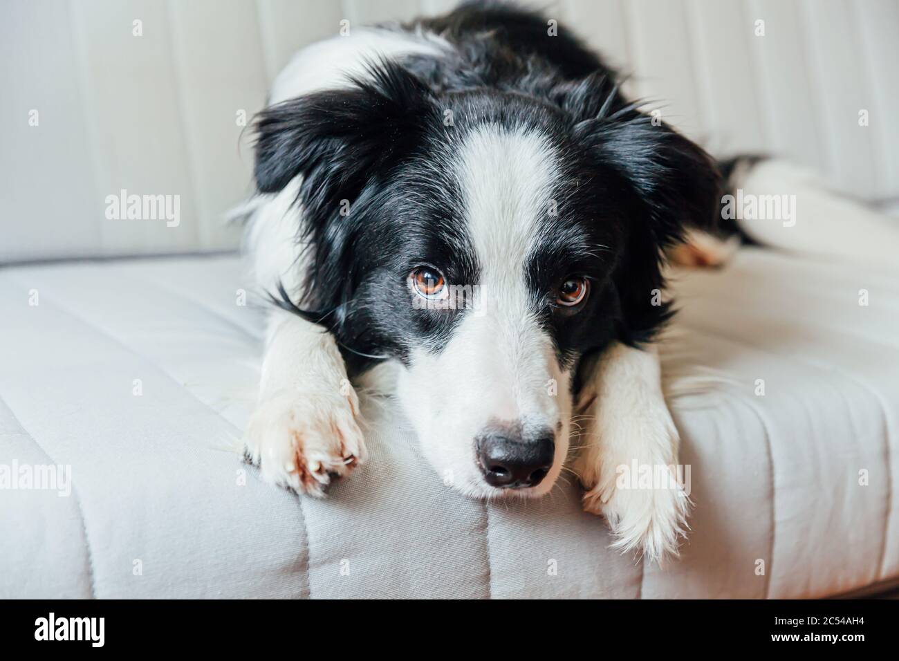 Collie sales representative species