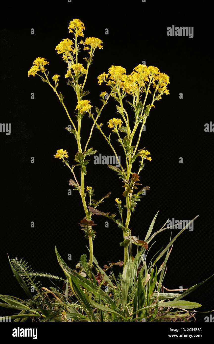 Winter Cress (Barbarea vulgaris). Habit Stock Photo