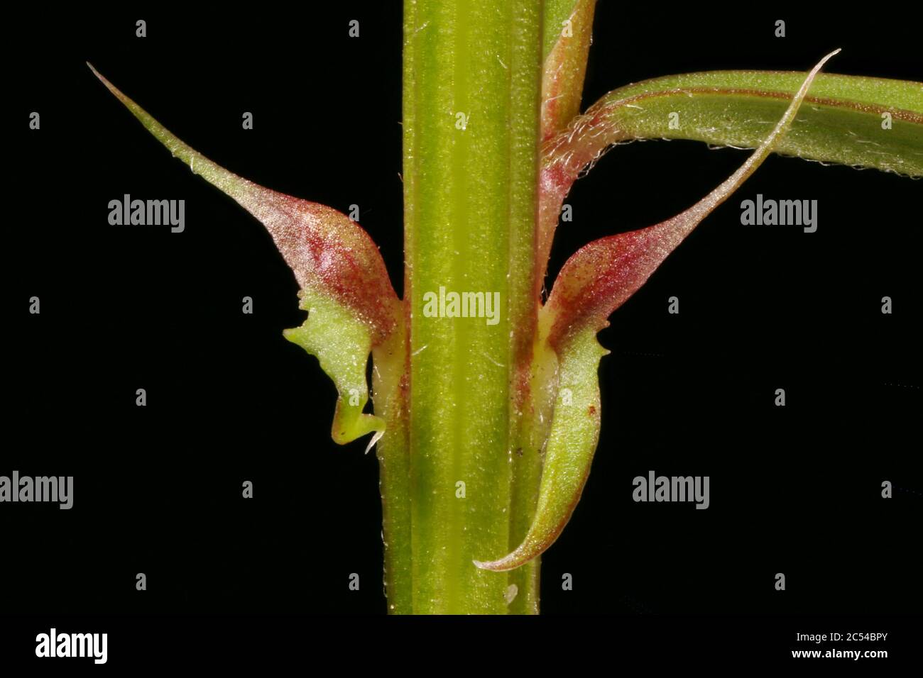 Narrow-Leaved Vetch (Vicia angustifolia). Stipules Closeup Stock Photo