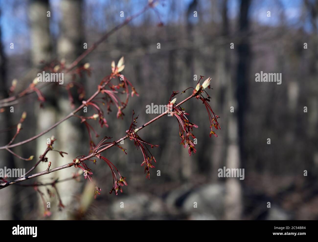 Red maple in spring Stock Photo