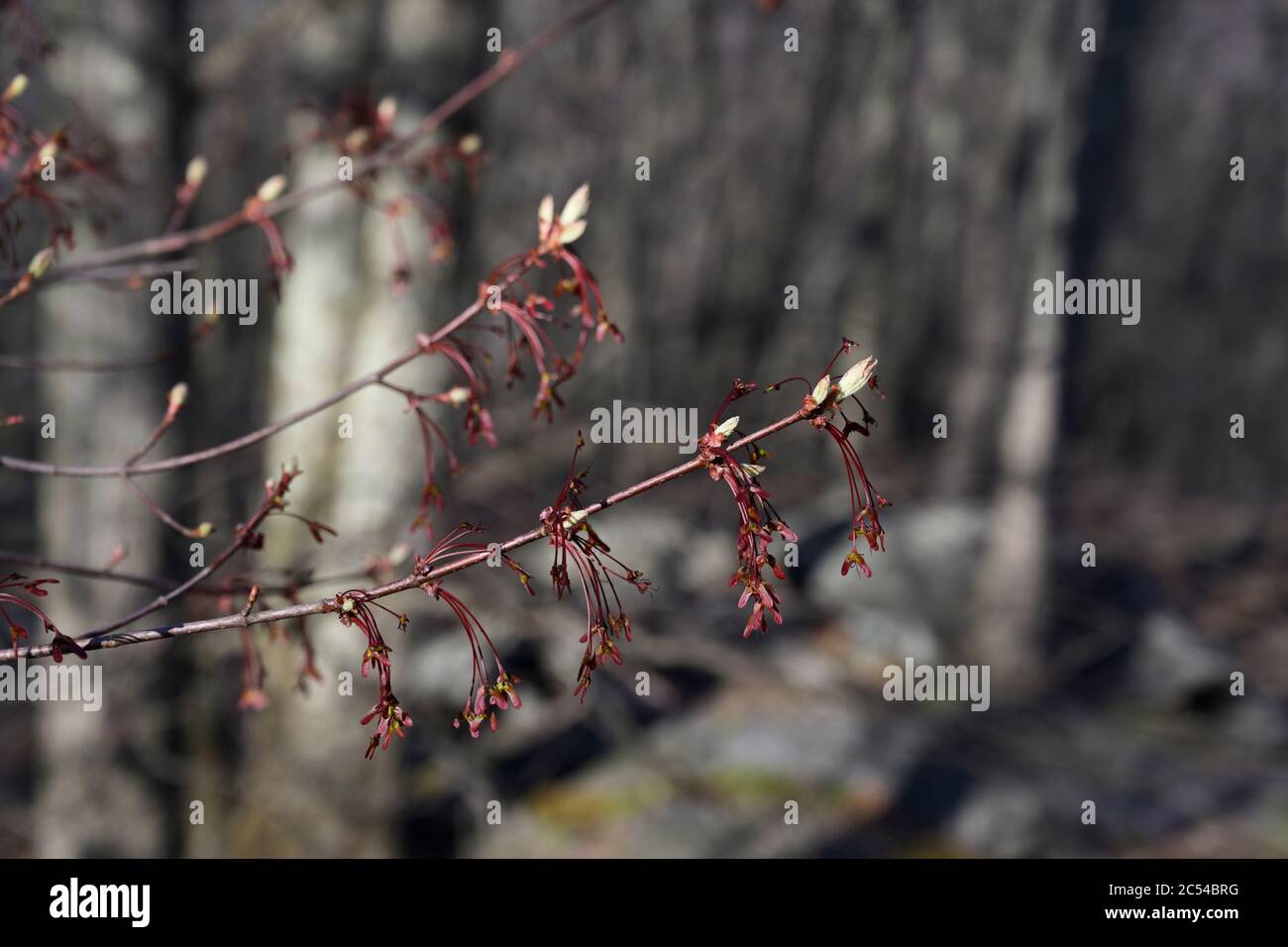 Red maple in spring Stock Photo