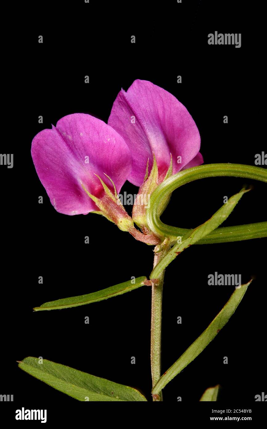 Narrow-Leaved Vetch (Vicia angustifolia). Flowers Closeup Stock Photo