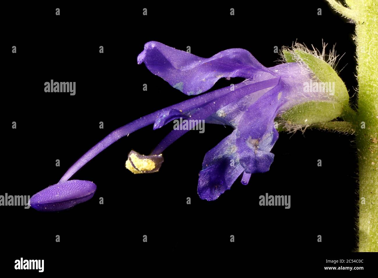 Spiked Speedwell (Veronica spicata). Flower Closeup Stock Photo