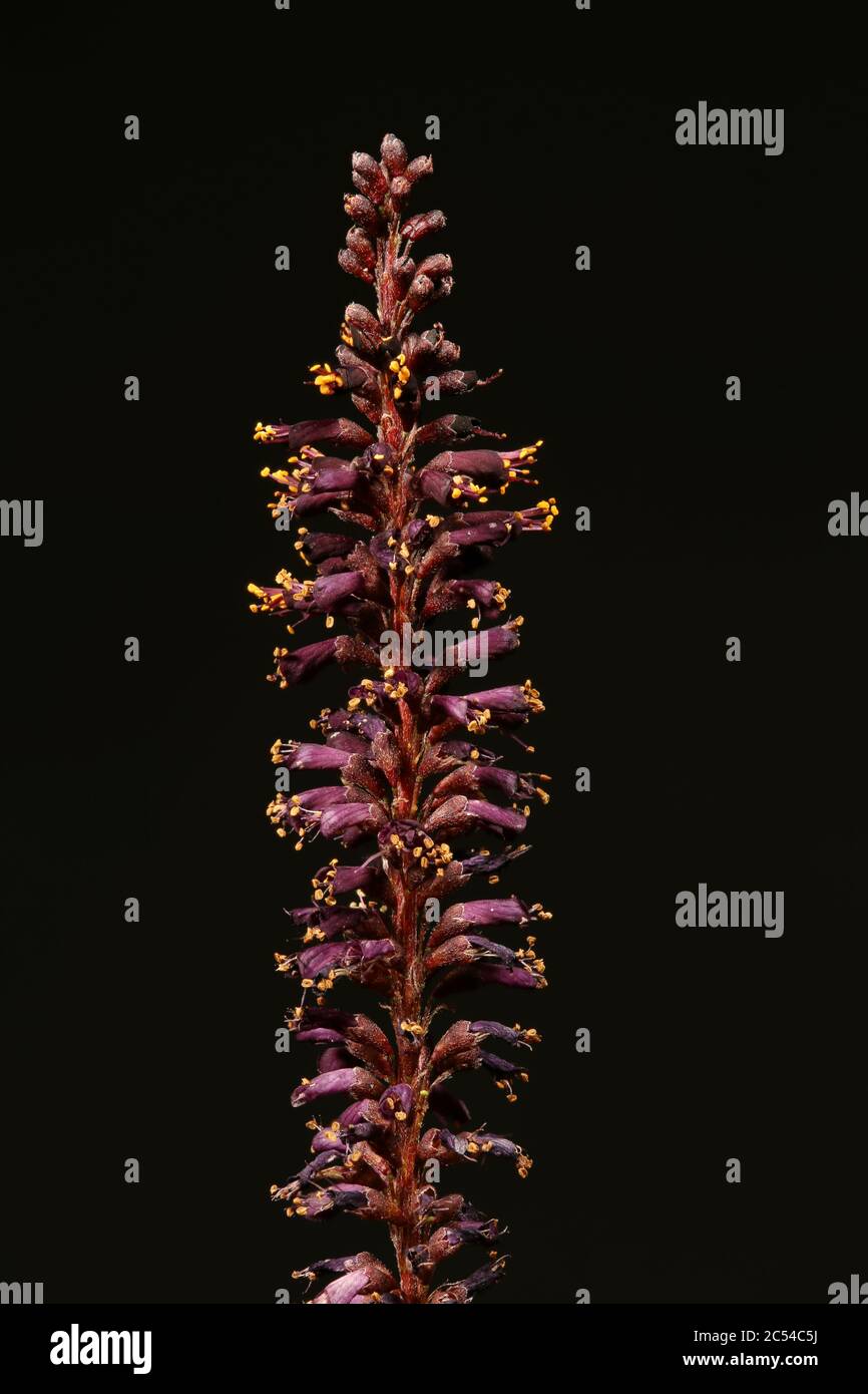 Desert False Indigo (Amorpha fruticosa). Inflorescence Closeup Stock Photo
