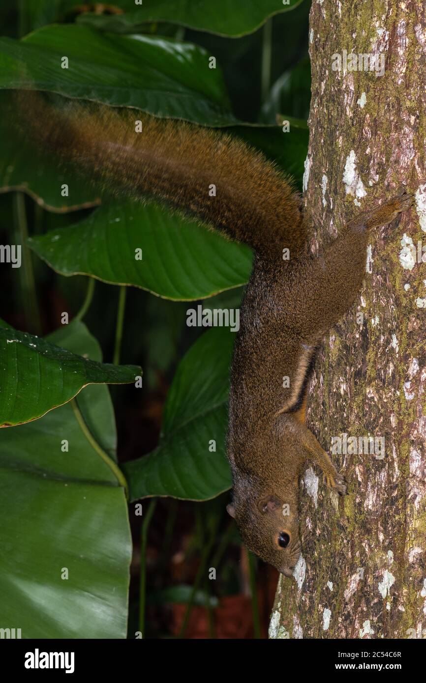 Slender Squirrel (Sundasciurus tenuis Stock Photo Alamy