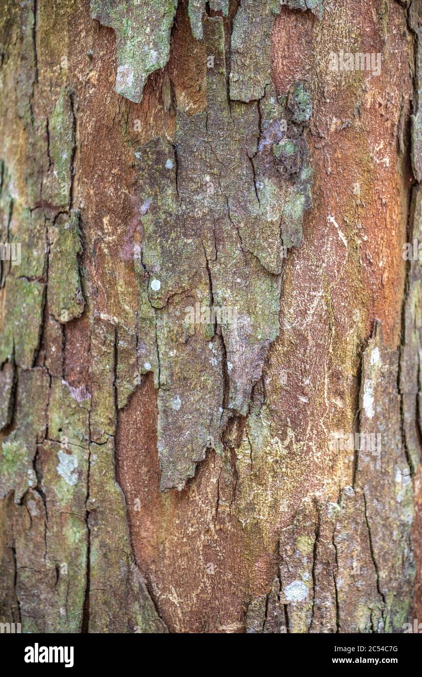 Bark of Kapur Kuras Tree (Dryobalanops oblongifolia) Stock Photo