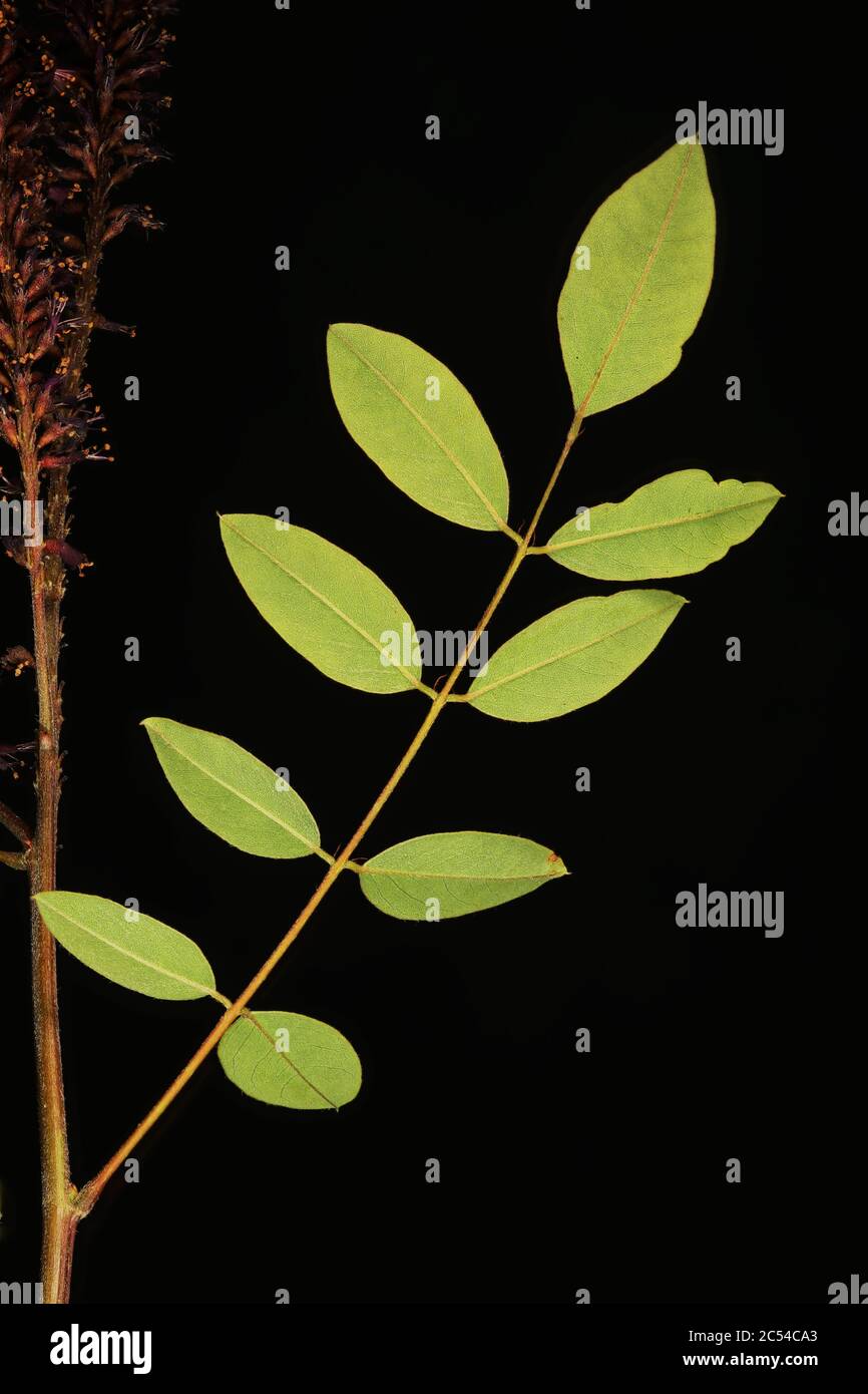Desert False Indigo (Amorpha fruticosa). Leaf Closeup Stock Photo