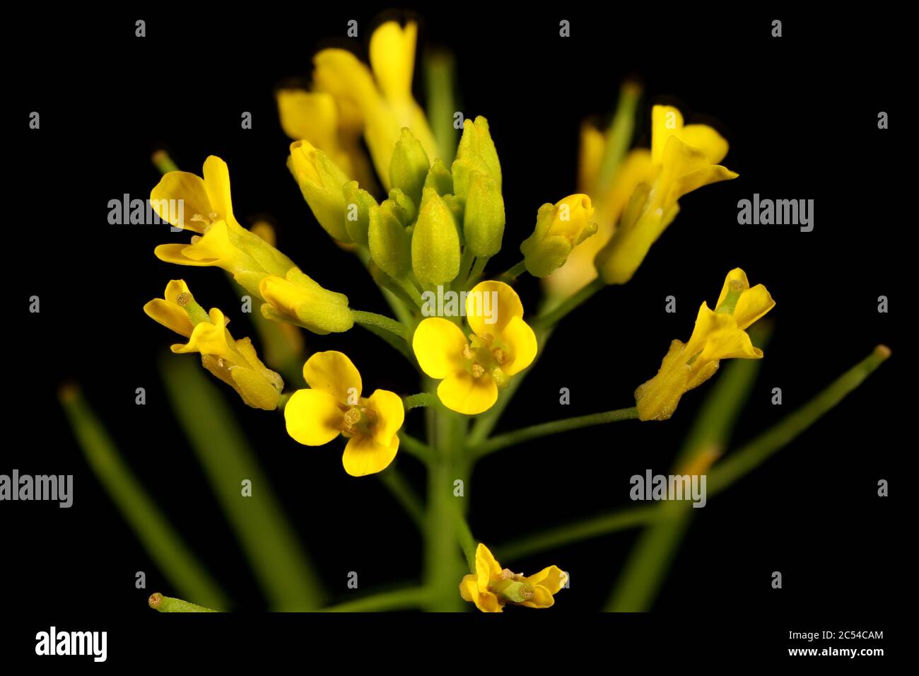 TreacleMustard (Erysimum cheiranthoides). Inflorescence Detail Closeup