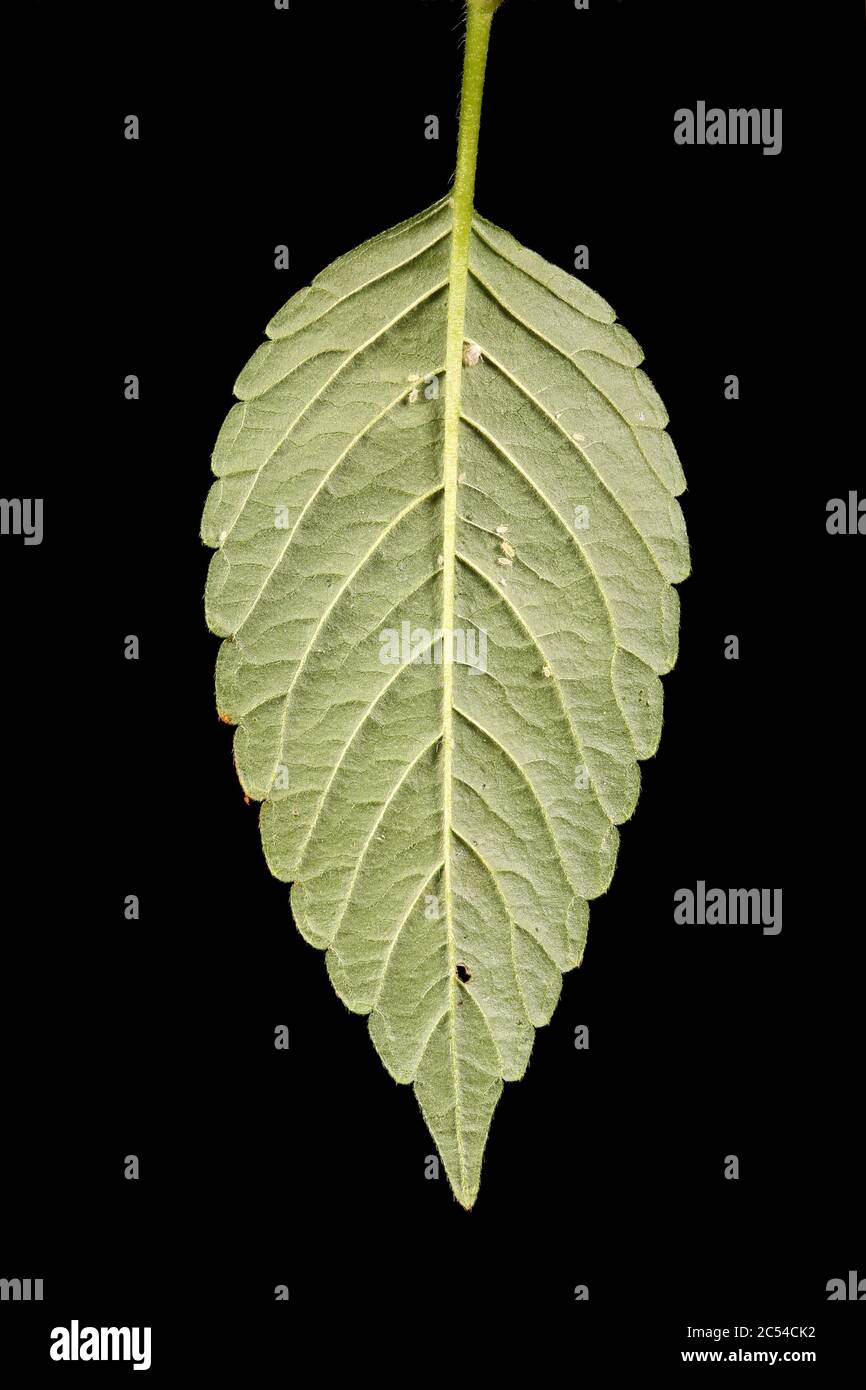 Bifid Hemp-Nettle (Galeopsis bifida). Leaf Closeup Stock Photo