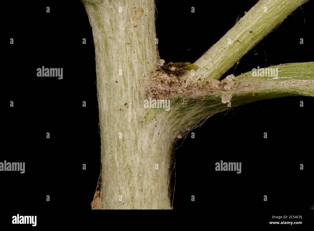 Marsh Cudweed (Gnaphalium uliginosum). Stem Closeup Stock Photo