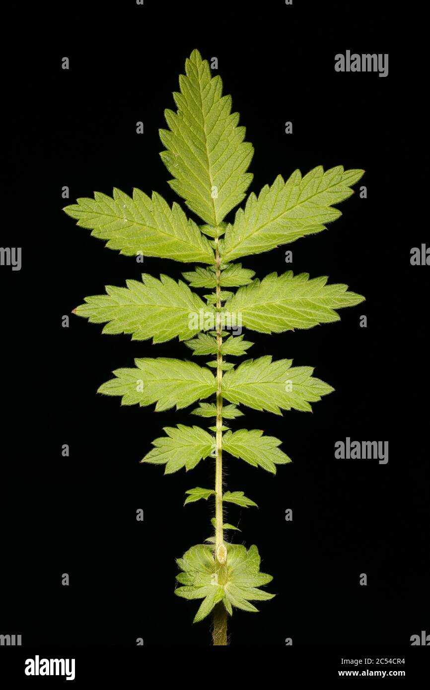 Agrimony (Agrimonia eupatoria). Leaf Closeup Stock Photo
