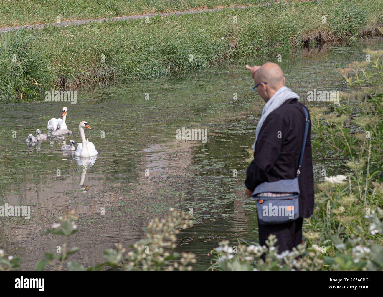 NANCY, FRANCE - Jun 04, 2020: Au bord de la rivière un homme envoie de la nourriture à un couple de cygnes et leurs petits Stock Photo