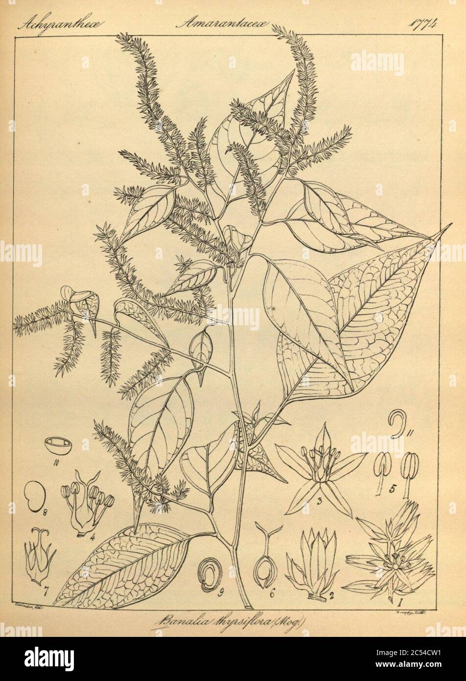 Indobanalia thyrsiflora as Banalia thyrsiflora. Stock Photo