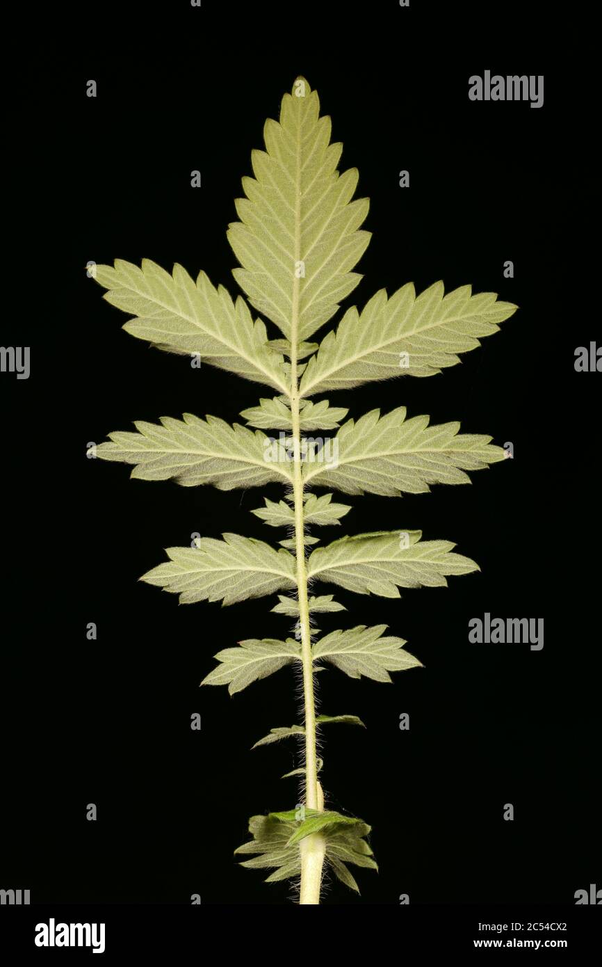 Agrimony (Agrimonia eupatoria). Leaf Closeup Stock Photo
