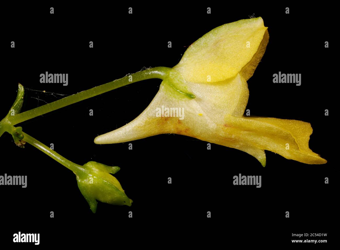 Small Balsam (Impatiens parviflora). Flower Closeup Stock Photo