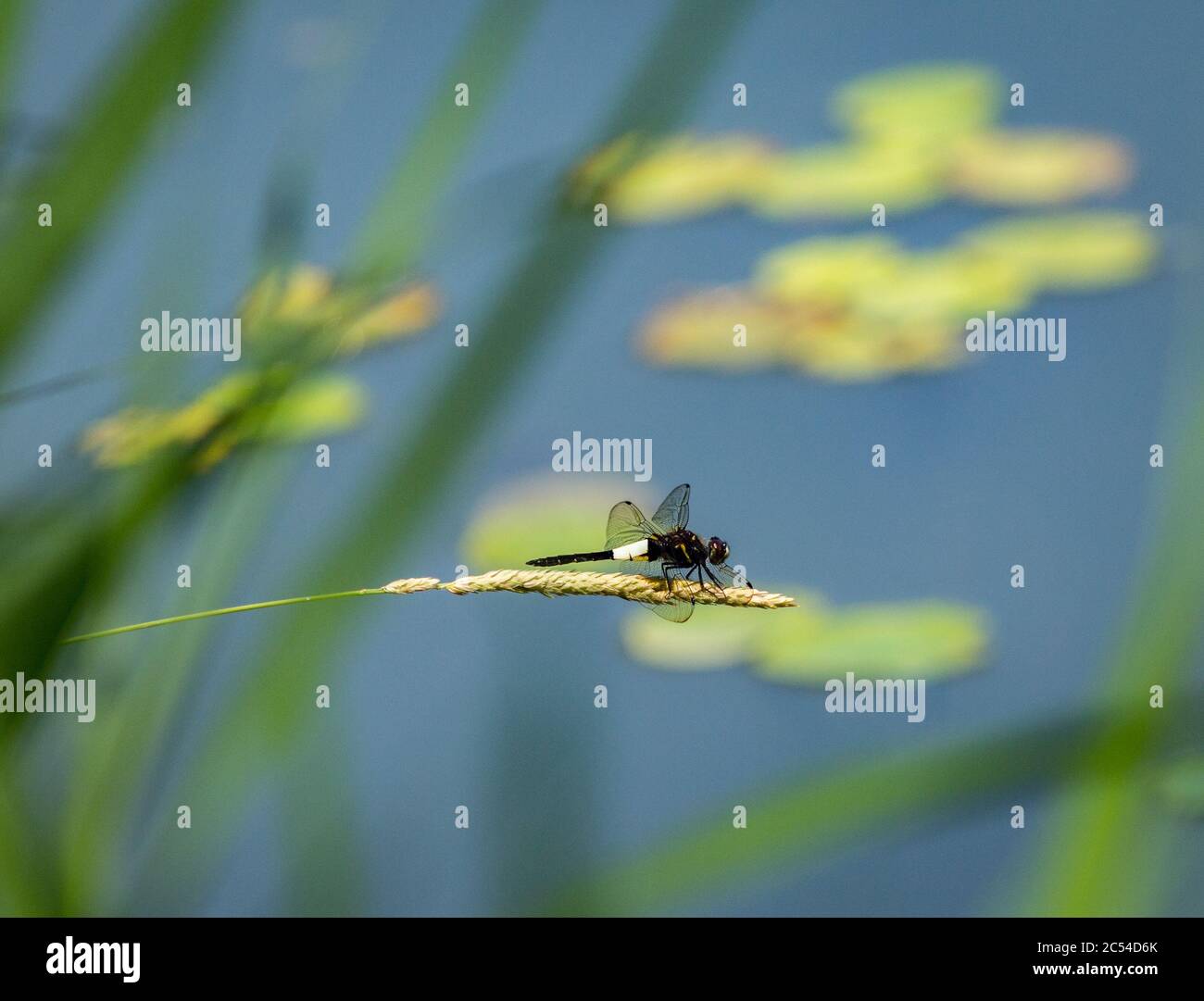 Selective focus shot of a dragonfly on a sweetgrass branch Stock Photo ...