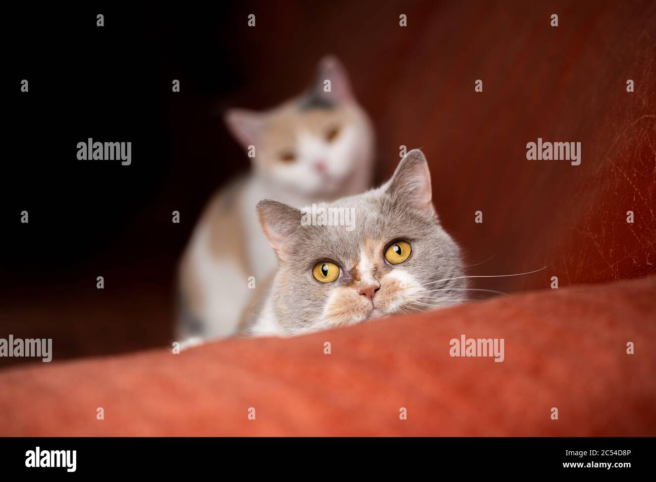 two playful british shorthair cats on red sofa looking at camera curiously Stock Photo
