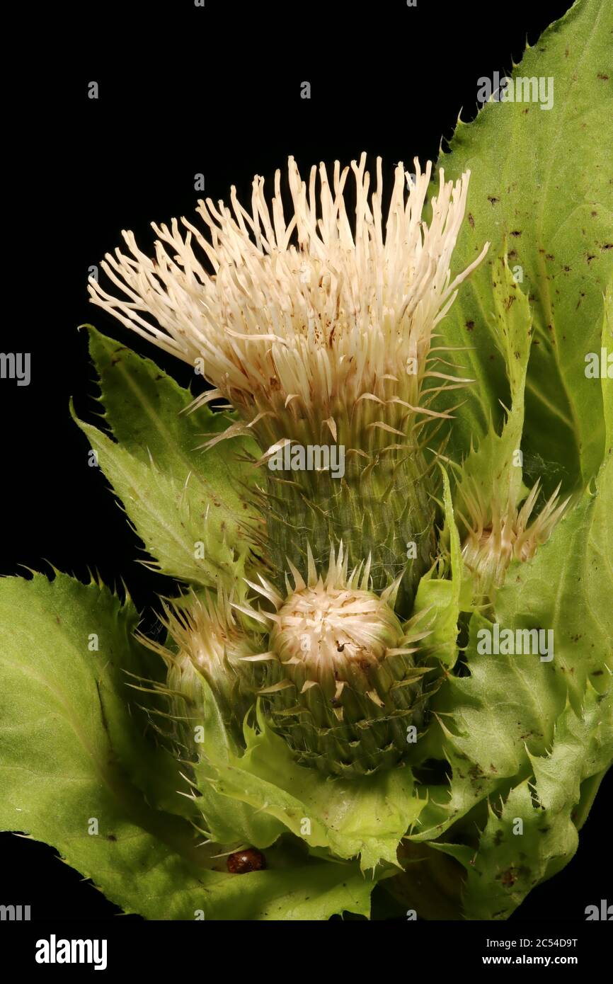 Cabbage Thistle (Cirsium oleraceum). Inflorescence Closeup Stock Photo
