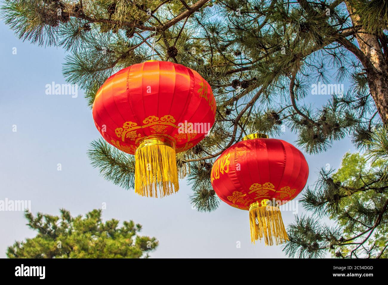 Low angle shot of Chinese red lanterns hanged on the branches of a tree ...