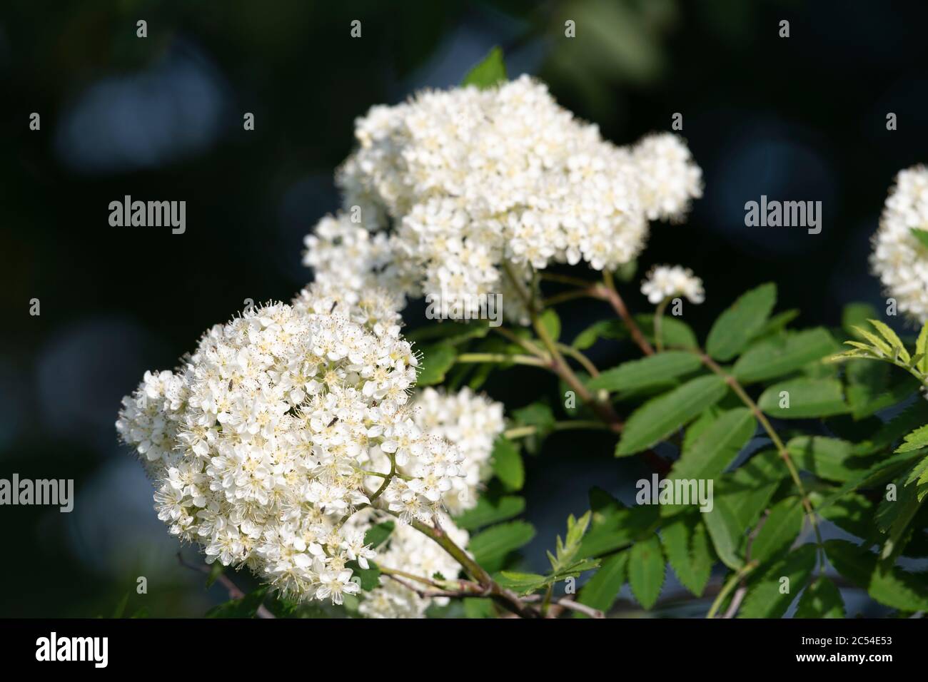 Dense Heads of Creamy White Flowers on the Rowan Tree (Sorbus Aucuparia) in Spring Stock Photo