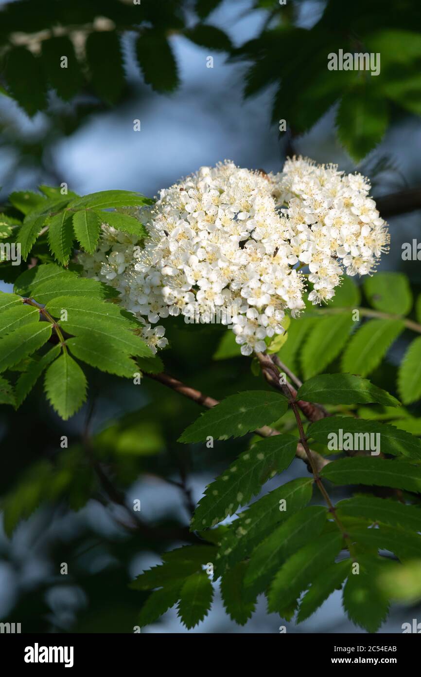 Creamy White Blossom in Flower on a Rowan Tree, or Mountain Ash (Sorbus Aucuparia) Stock Photo