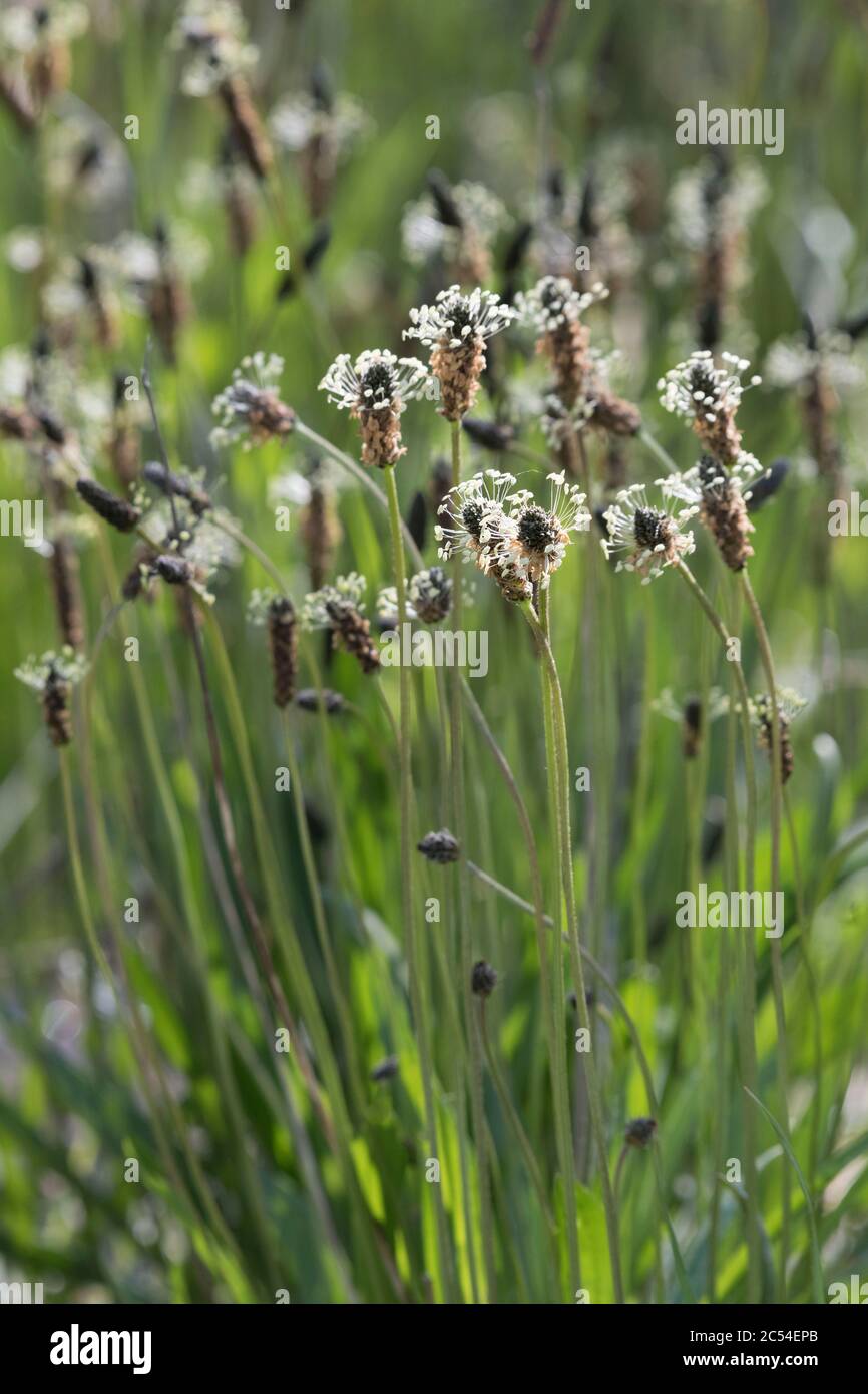 The British Wild Flower Ribwort Plantain (Plantago Lanceolata) or Narrow-Leaved Plantain Stock Photo