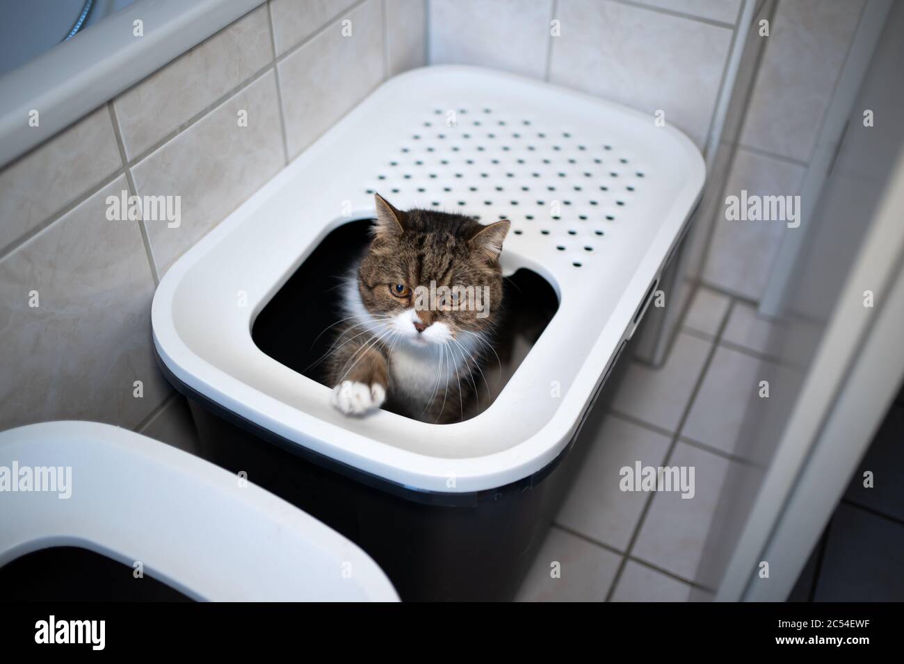 tabby white british shorthair cat leaving top entry cat litter box in