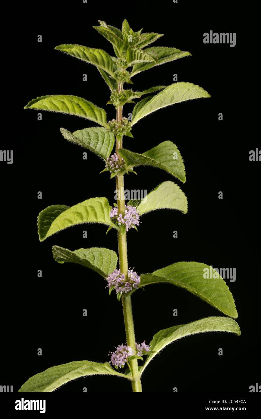 Corn Mint (Mentha arvensis). Habit Stock Photo