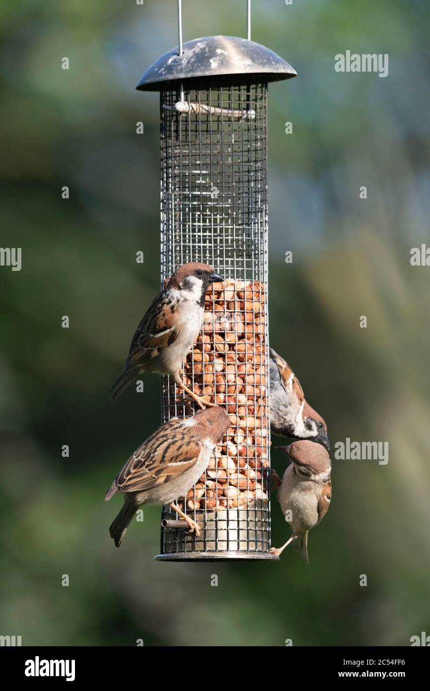 Tree Sparrows (Passer Montanus) Congregate on a Garden Birdfeeder Containing Peanuts Stock Photo