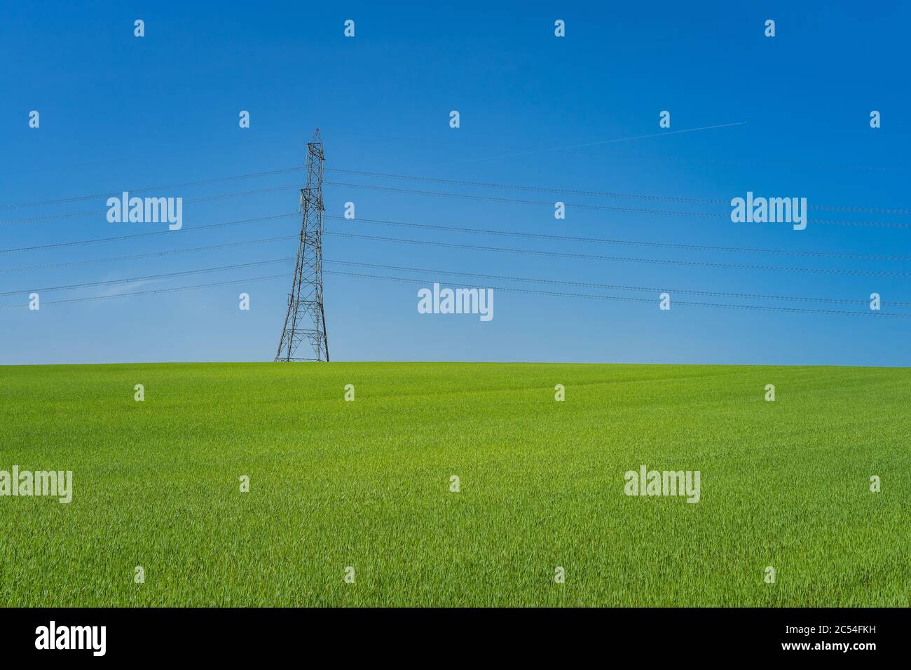View of the grain field and power line Stock Photo