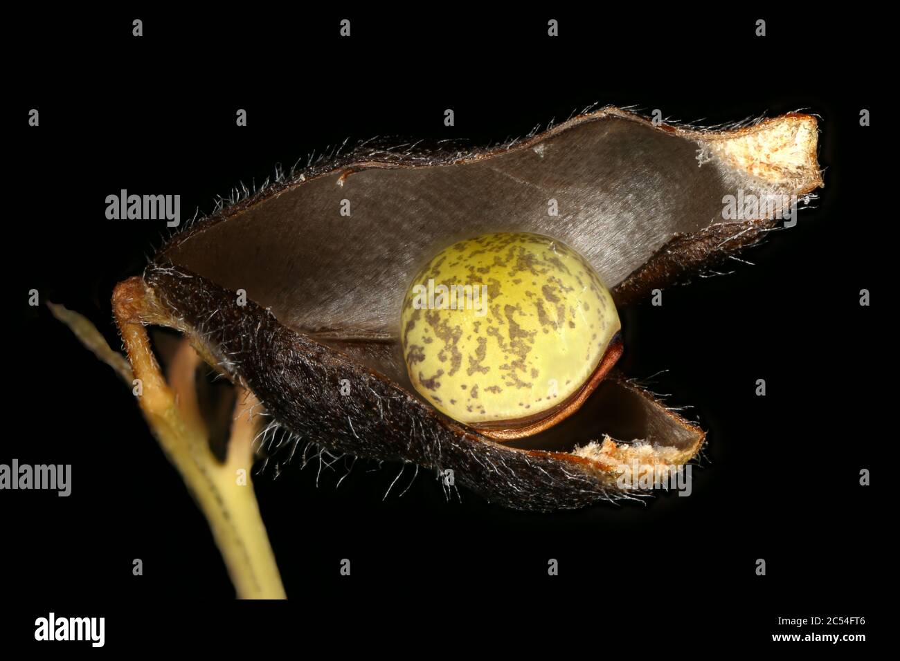 Hairy Tare (Vicia hirsuta). Seed Closeup Stock Photo