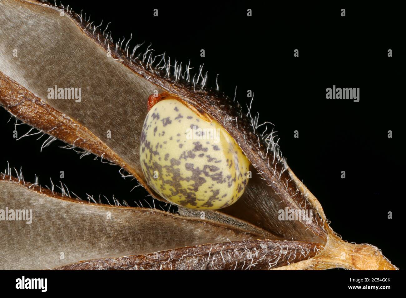 Hairy Tare (Vicia hirsuta). Seed Closeup Stock Photo