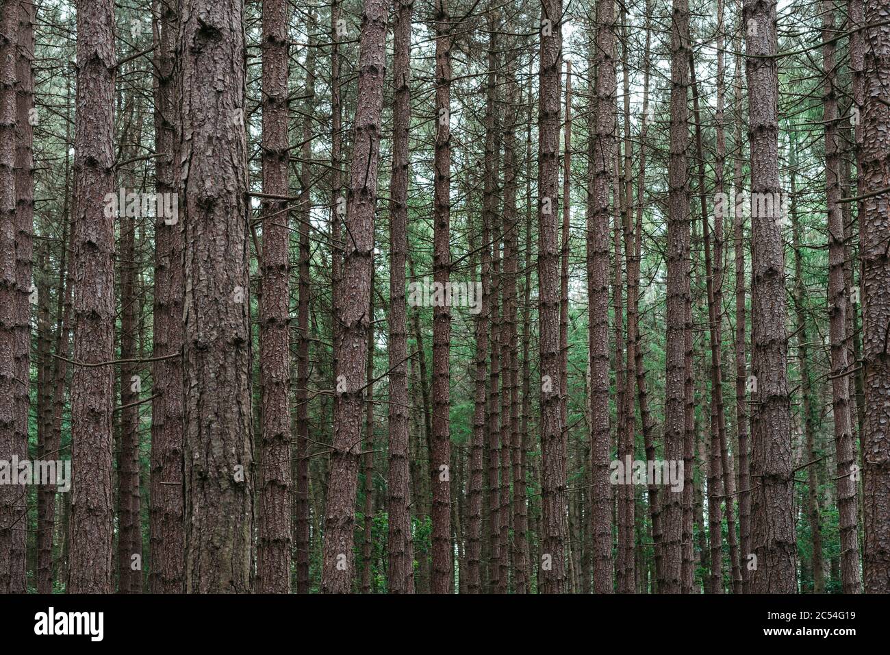 Picture made in pine forest Stock Photo