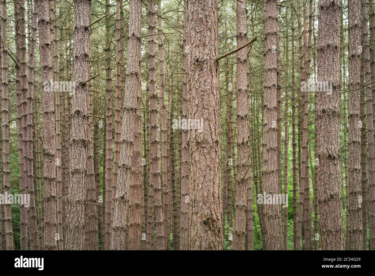 Picture made in pine forest Stock Photo