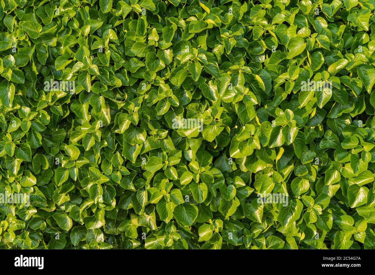 View on the leafs creating interesting pattern Stock Photo