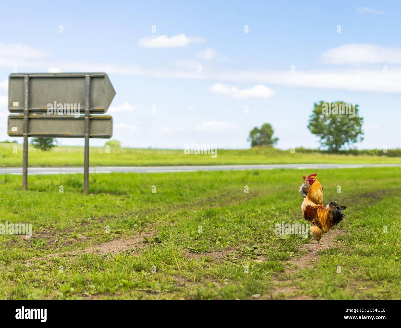 Chicken met on the road Stock Photo