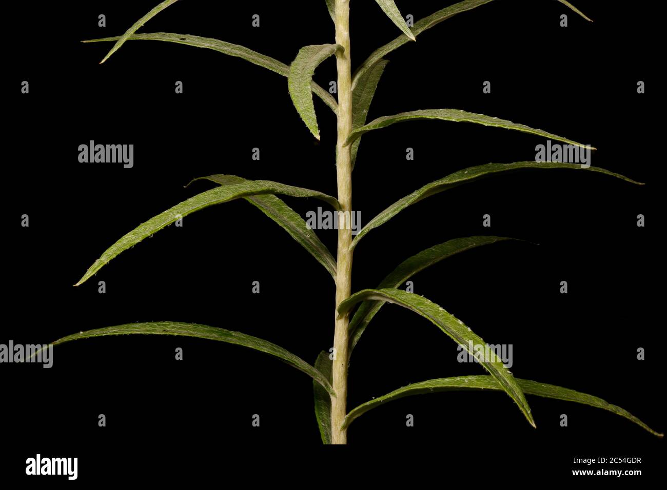 Pearly Everlasting (Anaphalis margaritacea). Stem and Leaves Closeup Stock Photo