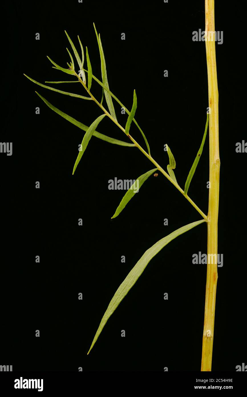 Tarragon (Artemisia dracunculus). Leaf Closeup Stock Photo