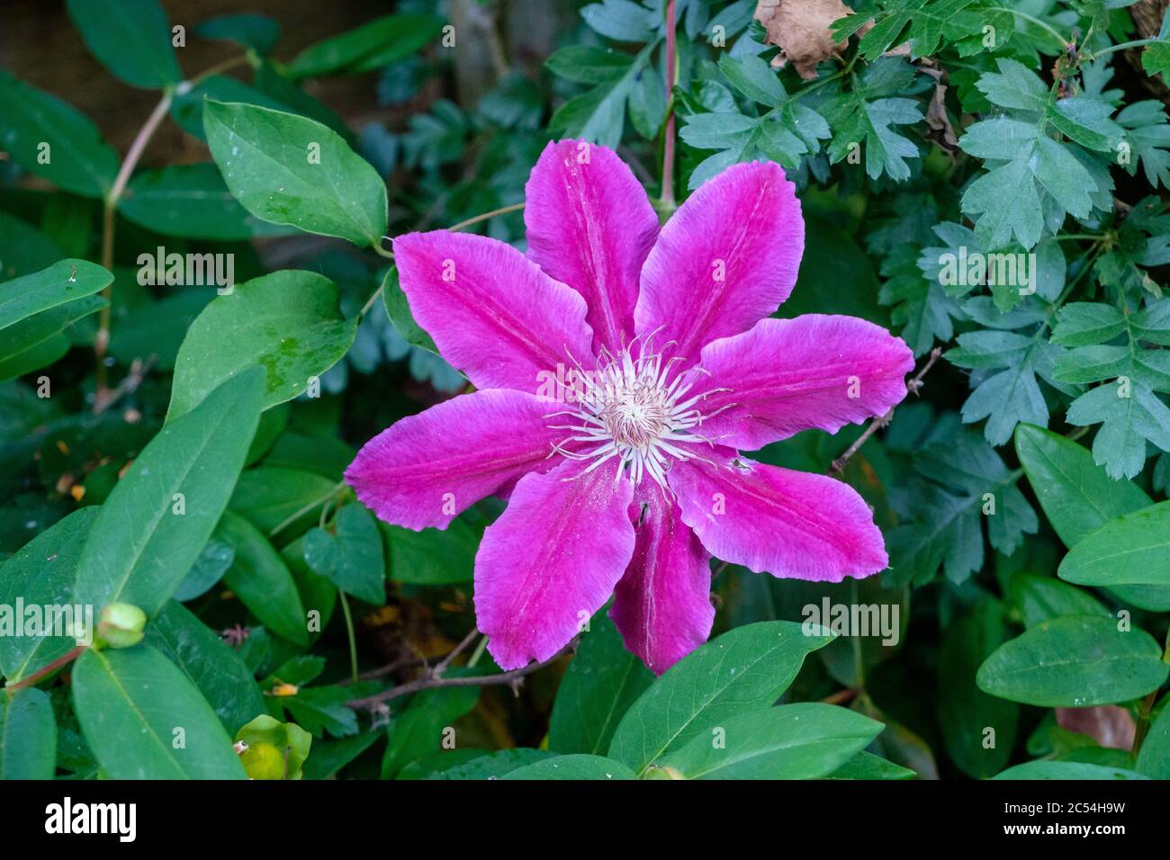 Purple clematis flowers Stock Photo