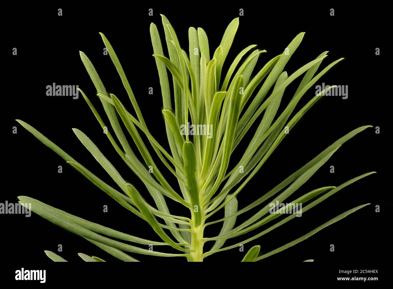 Cypress Spurge (Euphorbia cyparissias). Vegetative Shoot Detail Closeup Stock Photo