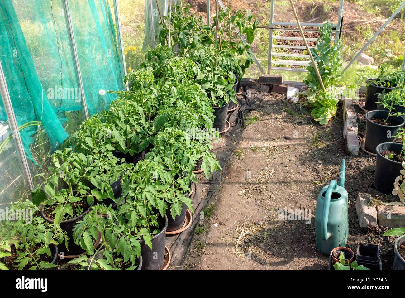 picture How To Plant Tomatoes In Pots Uk alamy