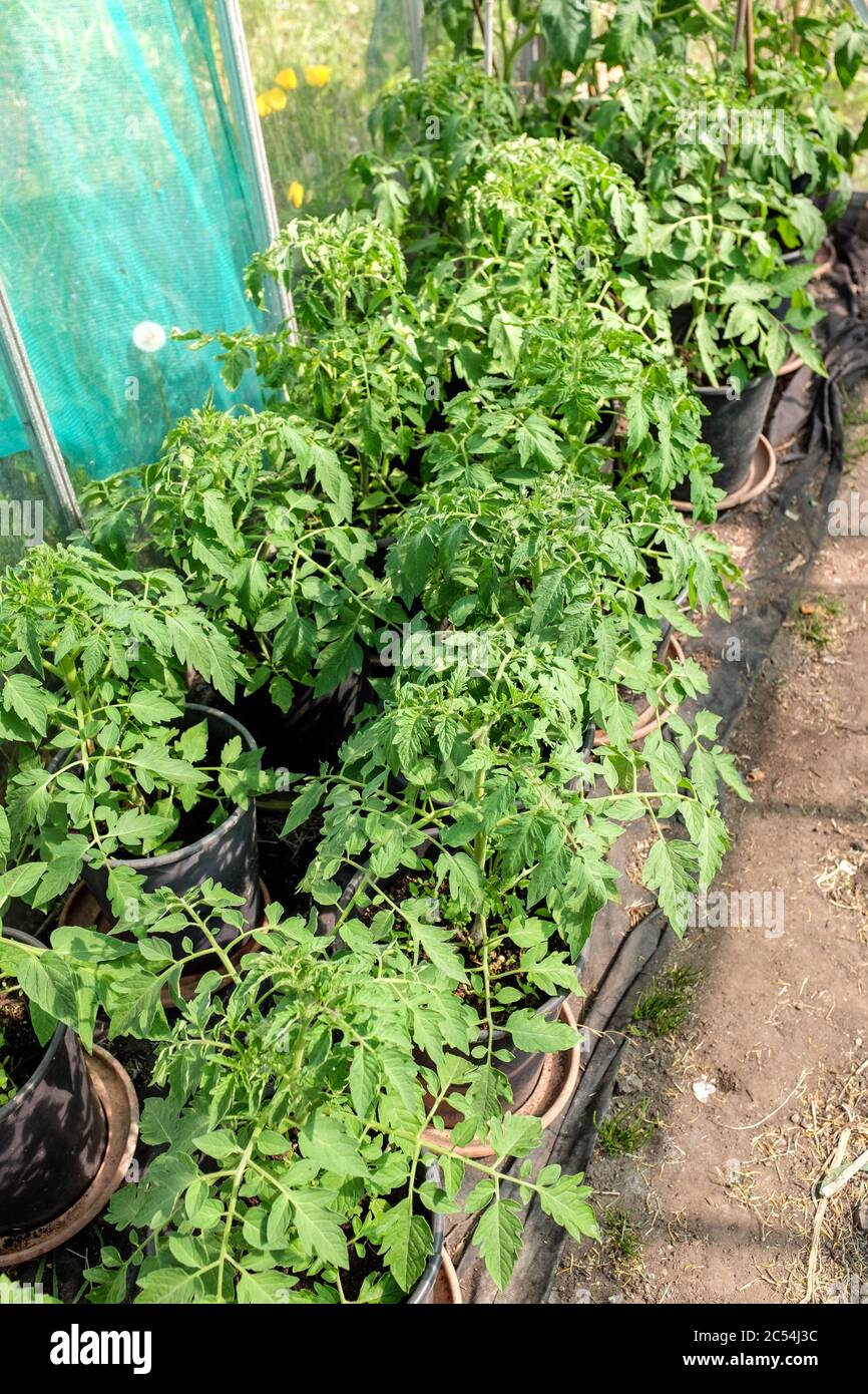 Young tomato plants growing in pots in greenhouse on UK allotment in