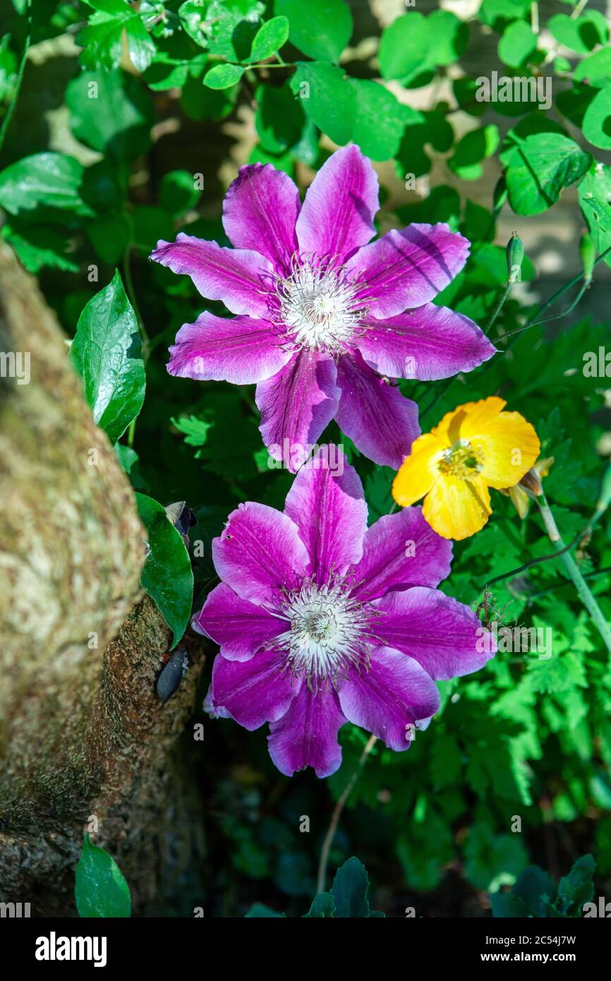 Purple clematis flowers Stock Photo