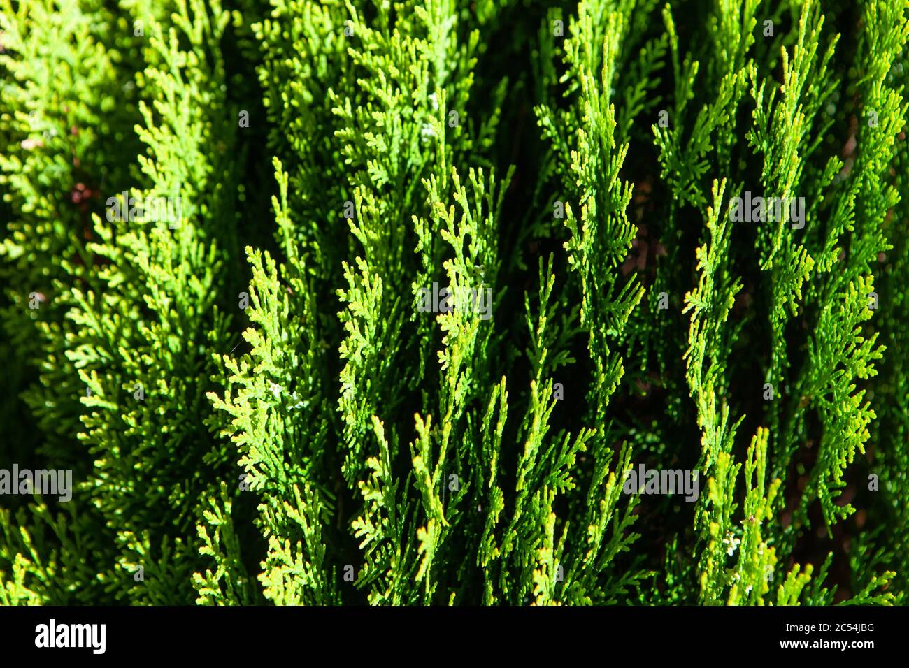 Close-up of conifers growing in UK garden in spring Stock Photo