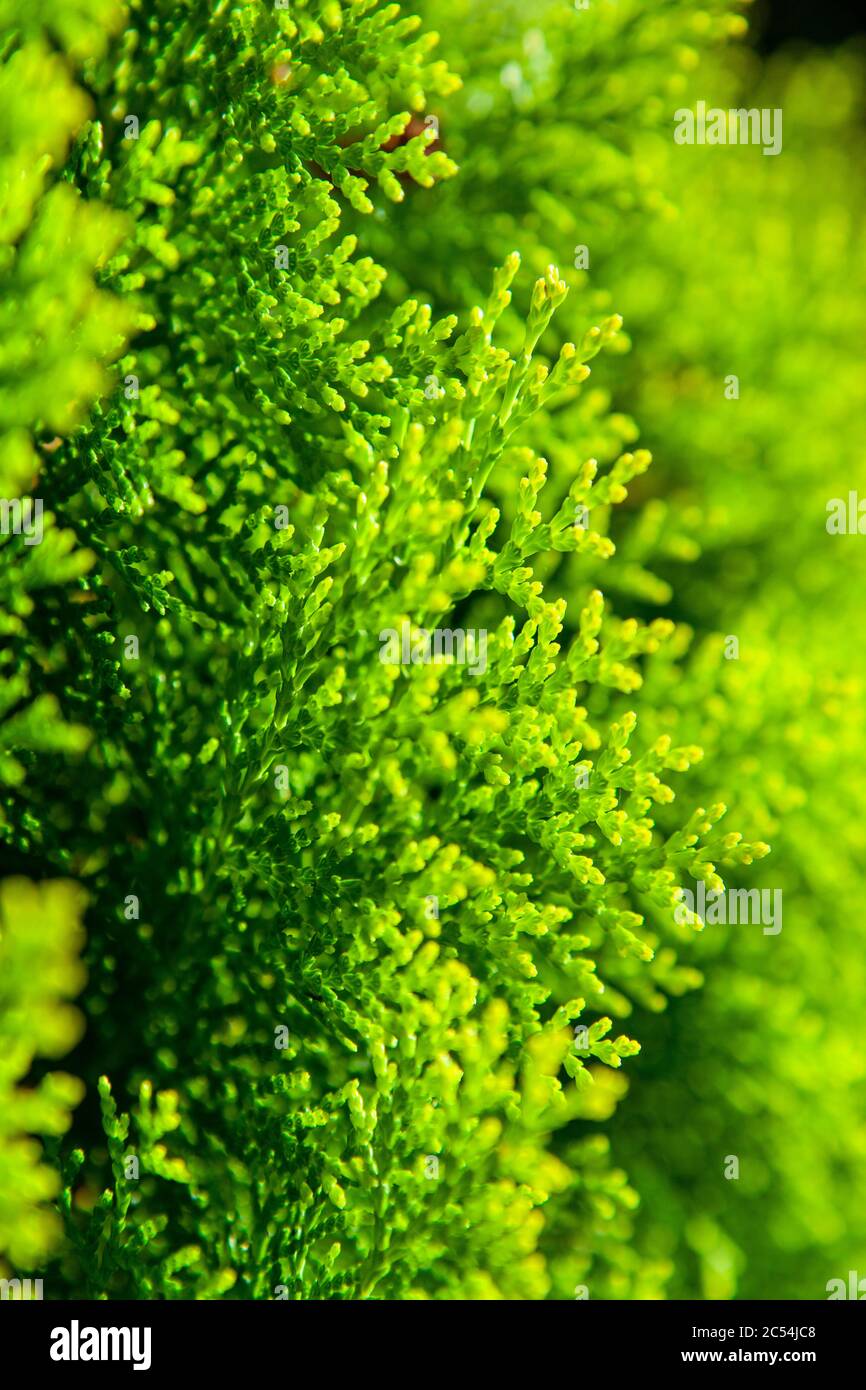 Close-up of conifers growing in UK garden in spring Stock Photo