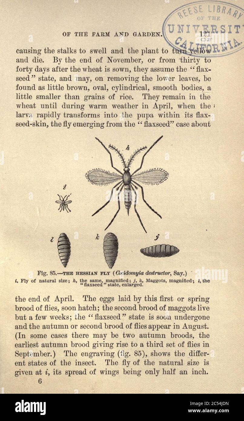 Injurious insects of the farm and garden (Page 121) Stock Photo