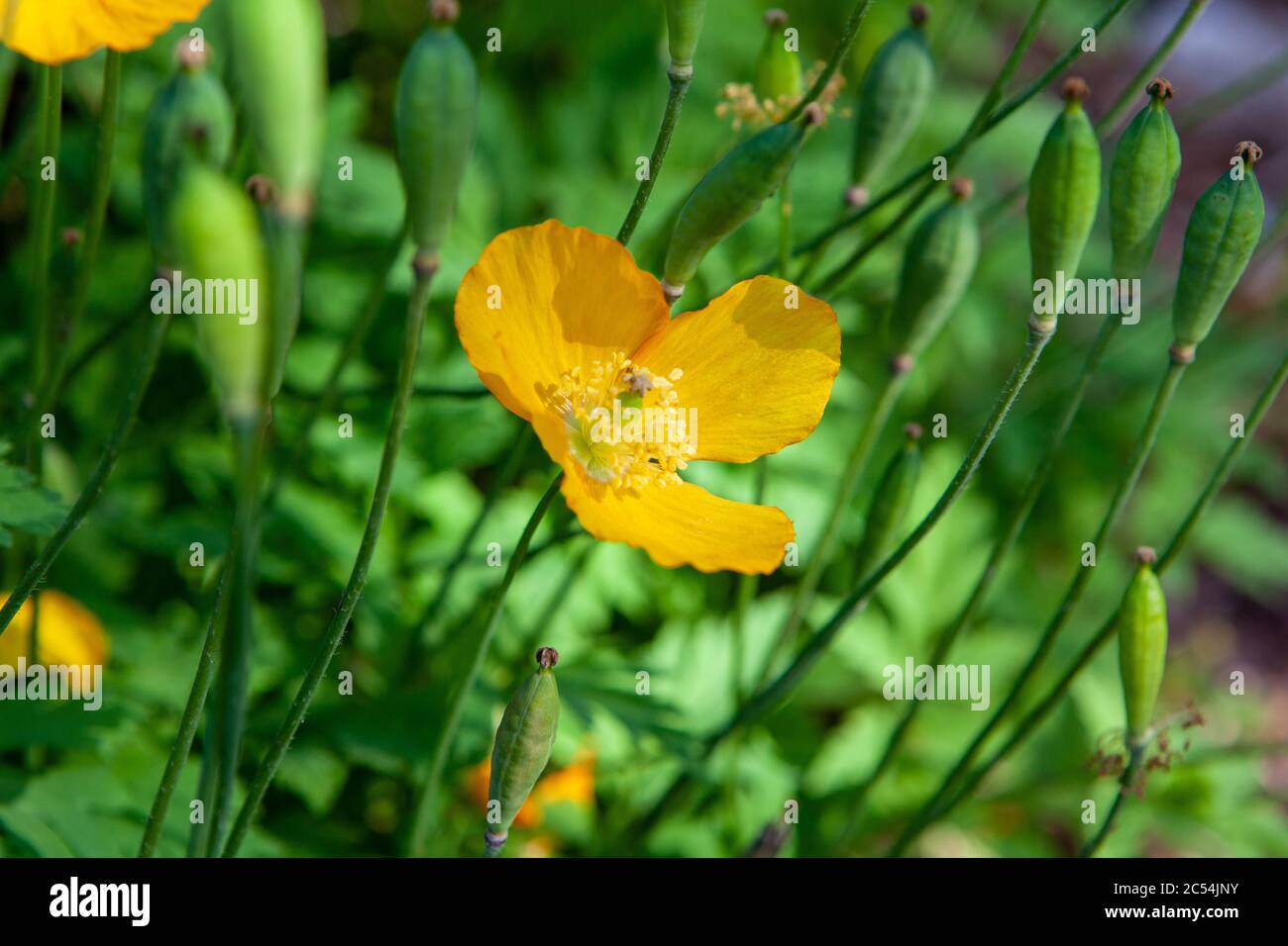 Welsh Poppy Papaver cambricum (synonym Meconopsis cambrica) Stock Photo