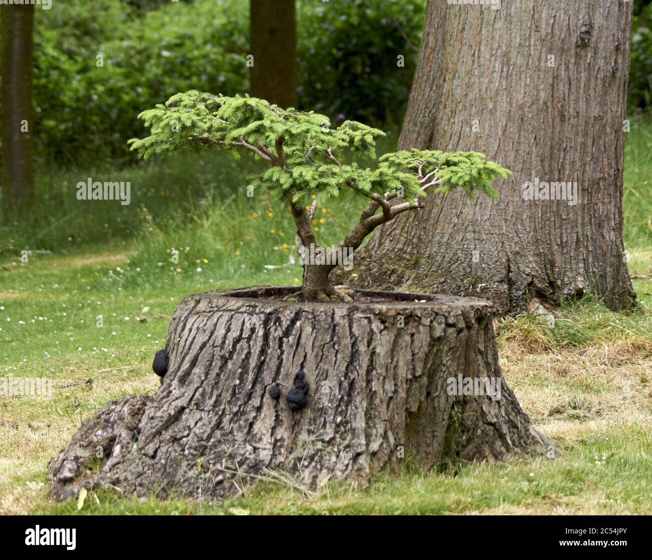 Closeup shot of sprout in tree stump concept of new life Stock Photo