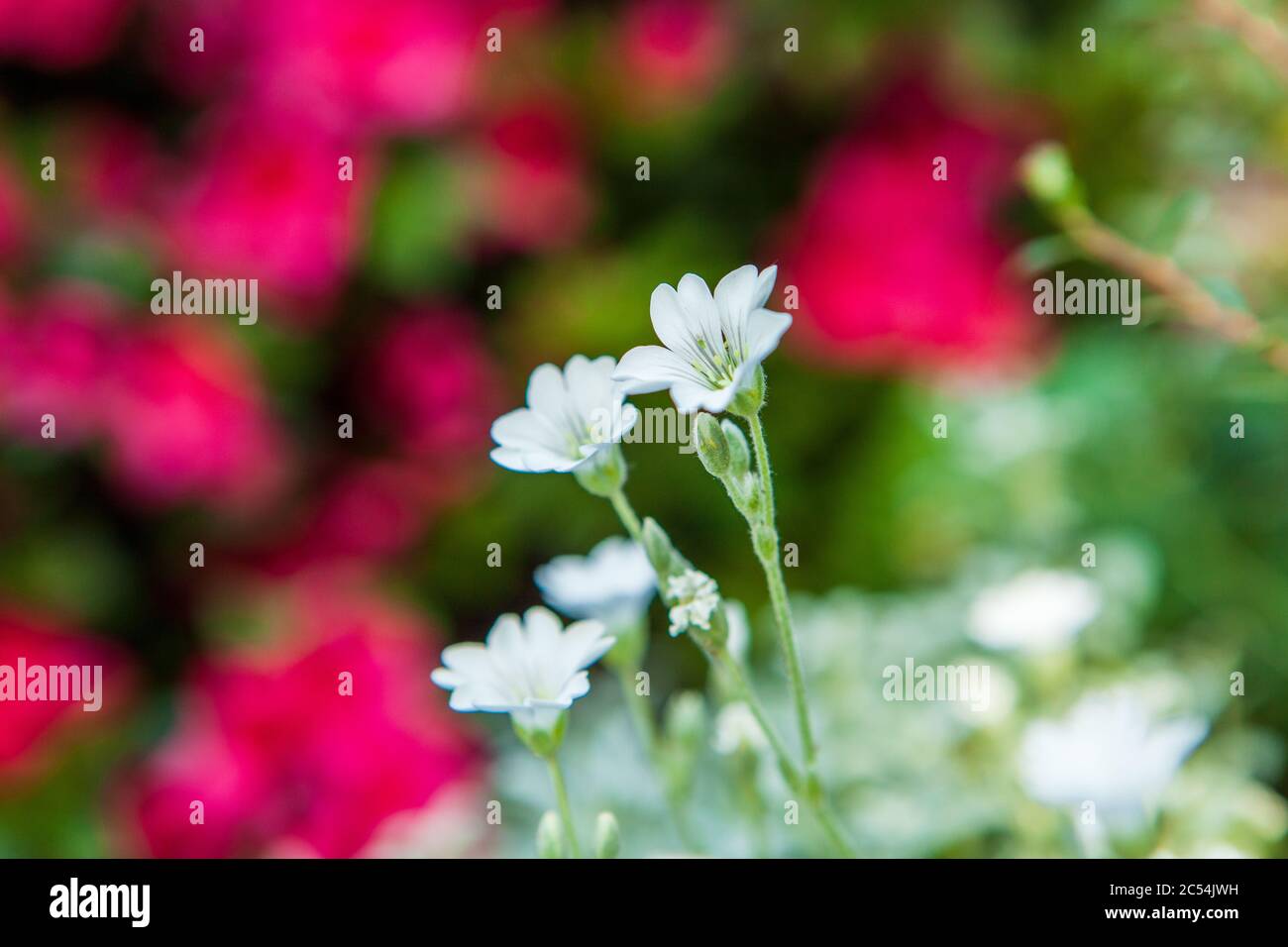 Flower of Cerastium tomentosum (snow-in-summer) with red azalea flowers in background Stock Photo